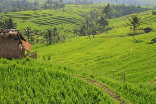Jatiluwah rice terraces, Bali (pic - Natasha von Geldern)