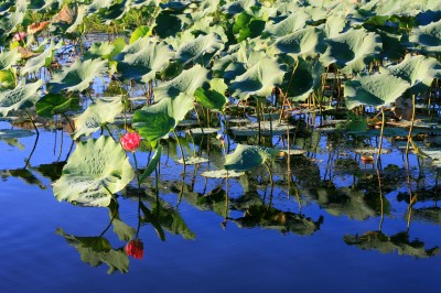 Kakadu National Park waterlilies (pic: Natasha von Geldern)