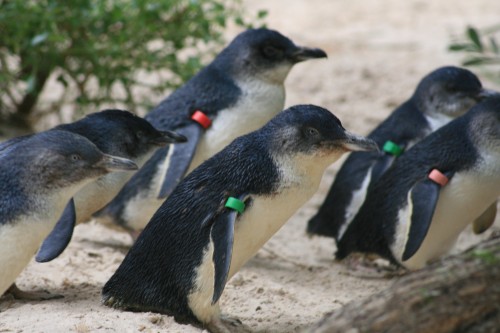 Melbourne Zoo Little Penguins, Australia (pic - Natasha von Geldern)