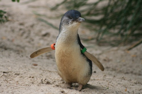Melbourne Zoo Little Penguins, Australia (pic - Natasha von Geldern)