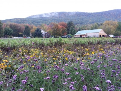 Mountain View Farm