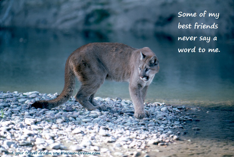 8 Ways to Find Your Dream Park During National Park Week: Mountain Lion in Grand Teton National Park