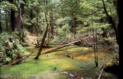 New Zealand beech forest (pic: Michael von Geldern)