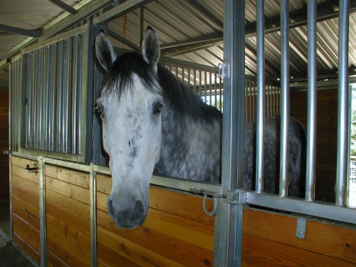 Nikki in the stall 