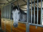 Photos of my Equestrian Horse