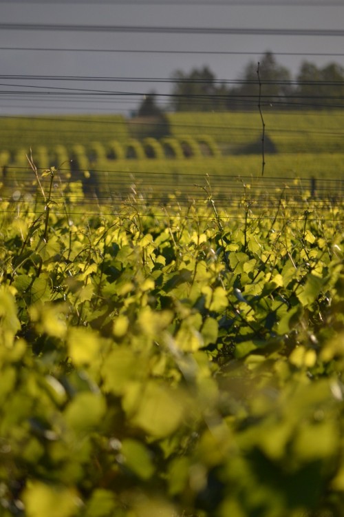 Celebrating Dream Successes Gold Medal Willamette Vineyards