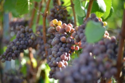 The Call of the Wild: Pinot gris up close and personal