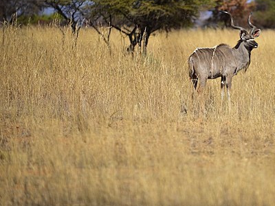 Rhino Africa Destinations-Pilansberg_National_Park,_South_Africa