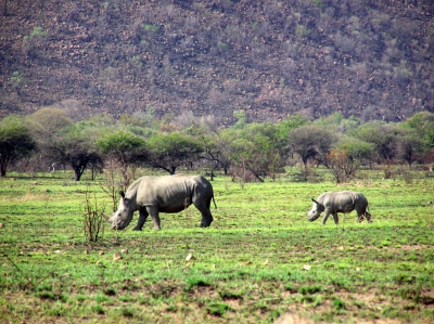 Rhino Africa Destinations: Rhino mom and cub in Pilanesberg South Africa by Natasha von Geldern World Wandering Kiwi