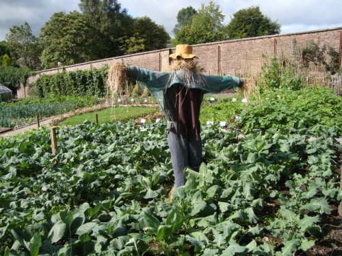 A Recipe for Healthy Boundaries: A Scarecrow in the vegetable garden - By David McMumm 