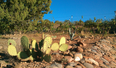 Wine Travel: Arizona Wine Country