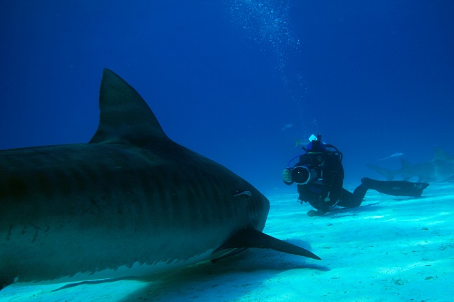 Shark Girl Madison Stewart Shows the World How Dreaming Gets Done Right: Madison Stewart filming tiger shark