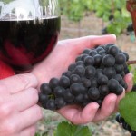 Silverado vineyards pinot noir a love story