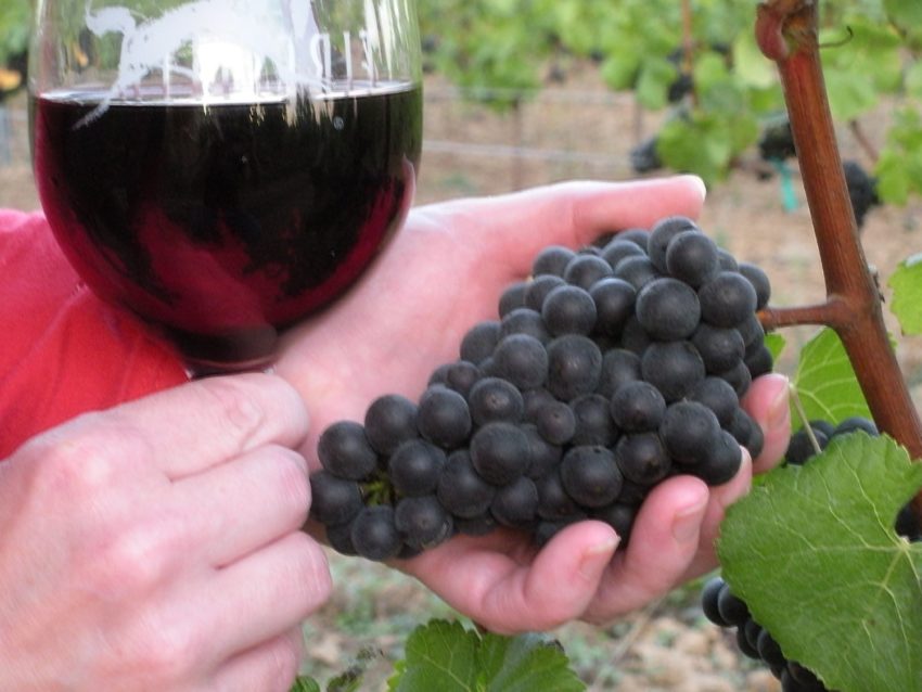 Silverado Vineyards: A Love story among the Pinot