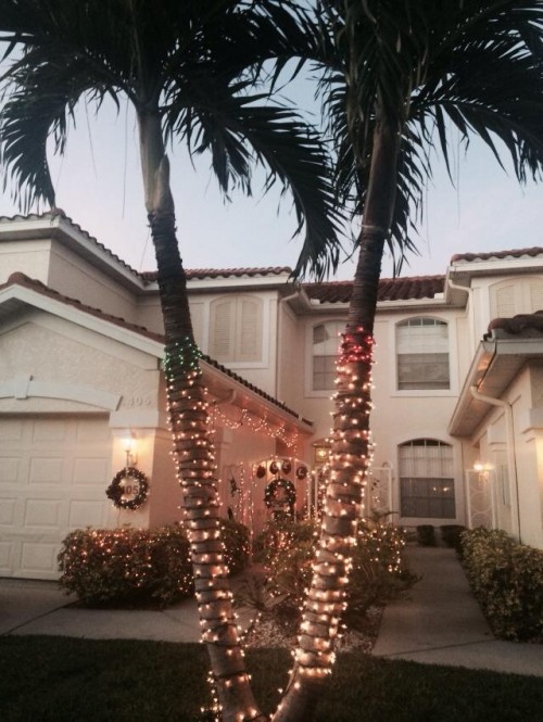 Finding Happiness in a Tropical Christmas: Christmas Palm trees