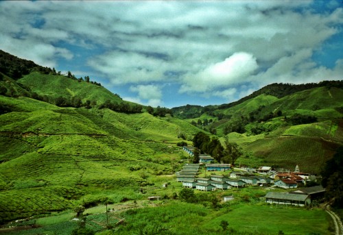 Tea village in the Cameron Highlands, Malaysia