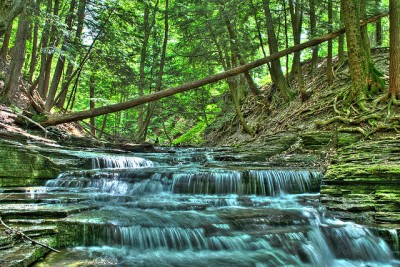 How Joy Can Lead Us To Our Dreams: Thacher Park Stream Albany, NY