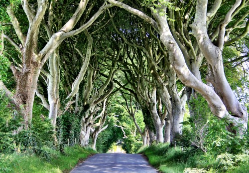 The Dark Hedges, Northern Ireland