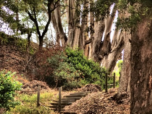 Wordless Wednesday Angel Island paths photography trips