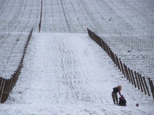 When Living the American Dream Heeds The Call of the Wild - Sledding in the snow in Willamette Valley Vineyards