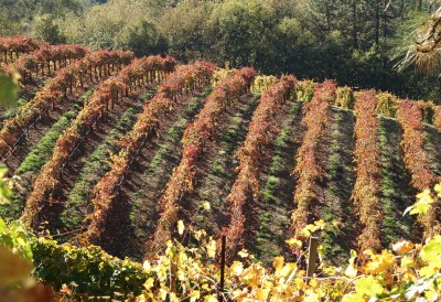 Dream Images Inspired by California Wine Country: Fall Vineyards in Apple Hill California