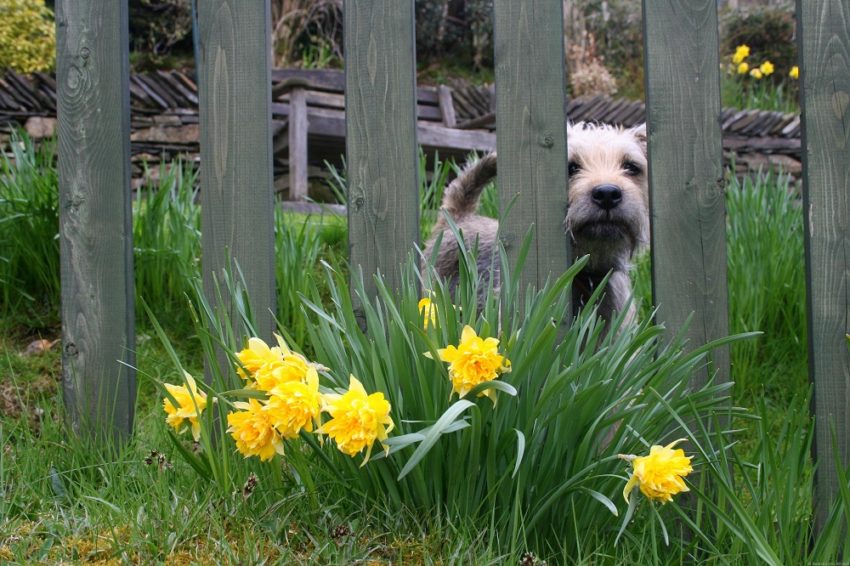 Best Travel Photos from the World Wandering Kiwi: English Lake District daffodils and terrier