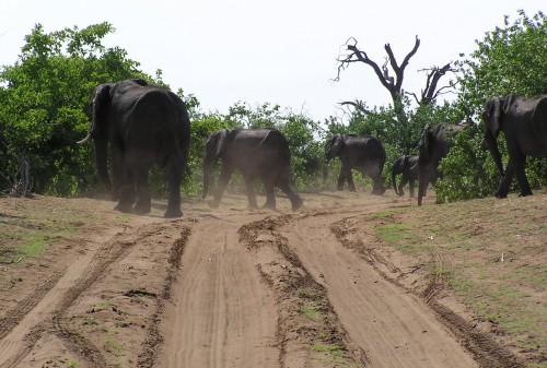 8 Best World Travel Stories: Botswana Elephants