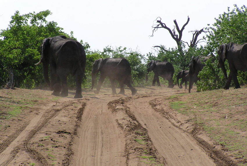 World Travel: The elephants of Botswana