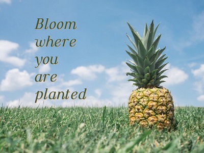 Bloom where you are planted quote