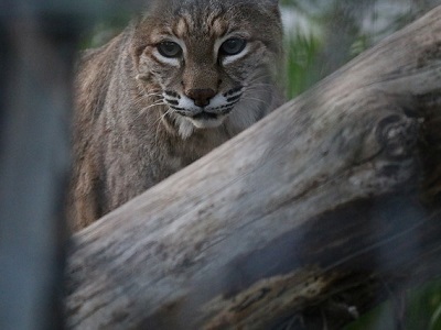 A Bobcat