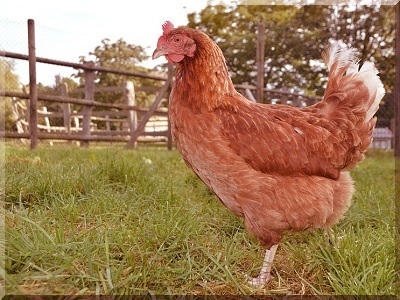 Childhood Dream Come True Building a Self-sufficient Homestead with Chickens