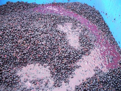 Dream Images Inspired by California Wine Country: Crushed grapes Sonoma County CA