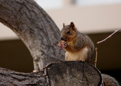 Wordless Wednesday Images of Winter in Northern California:Winter is for the Squirrels photo by Remy Gervais