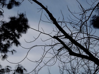 Wordless Wednesday Images of Winter in Northern California:Winter Limbs photo by remy Gervais