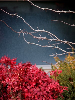 Wordless Wednesday Images of Winter in Northern California:Winter Red Photo by Remy Gervais