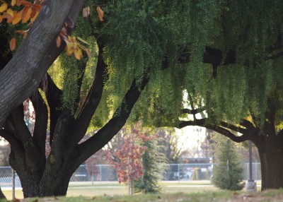 Wordless Wednesday Images of Winter in Northern California:Winter Oak photo by Remy Gervais