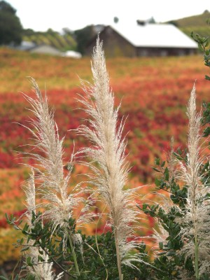 Dream Images Inspired by California Wine Country: Autumn in Sonoma County CA