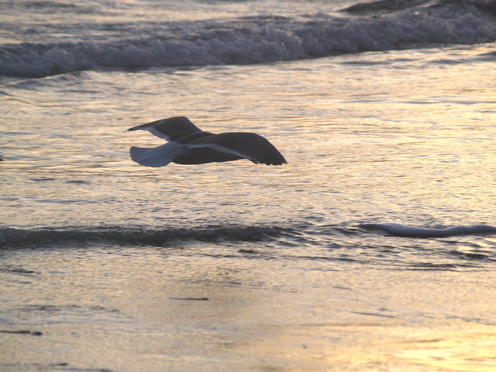 dream bird at the pacific ocean