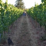 dream gratitude among the vineyards