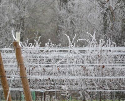 Holiday Traditions on a Farm in the Wine Country