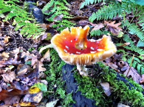 Travel Saturday: Sharing World Wandering Images - English Countryside Backyard mushroom