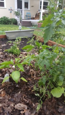 After Divorce: Dream step #1 a Finished raised bed garden box