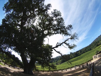 Dream Images Inspired by California Wine Country: Jack London Park in the fall in Sonoma California