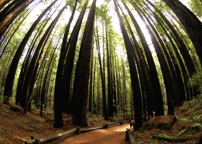 Fisheye photograph by Remy Gervais of the Armstrong Redwood Forest in Sonoma County, California