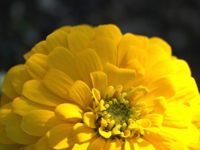 Joe McNally photography lighting Tips - Light on a flower photograph by Remy Gervais