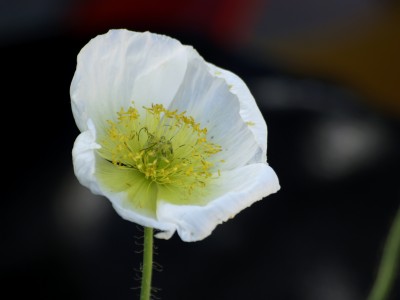 Springtime flowers