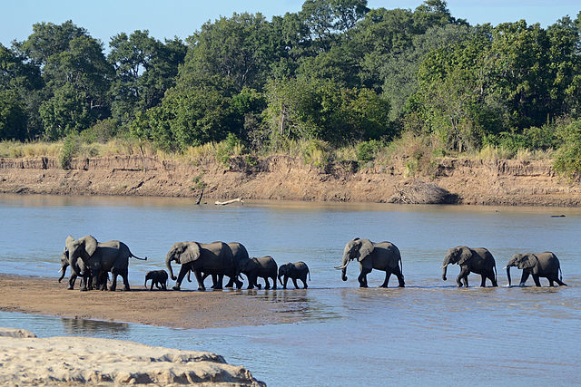 8 Top Travel Gratitude Retreats: South Luangwa National Park, Zambia
