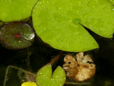 Mastering Composition: Photograph of lily pads by top photographer Remy Gervais