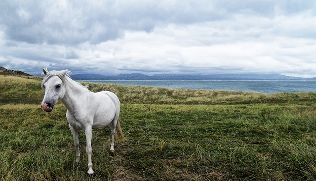 How To Take The First Step Towards Riding My Horse