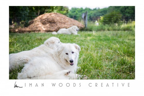 How to Heal with Photography: Dogs on a working farm